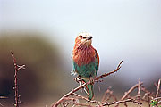 Picture 'KT1_40_13 Lilac Breasted Roller, Tanzania, Serengeti'